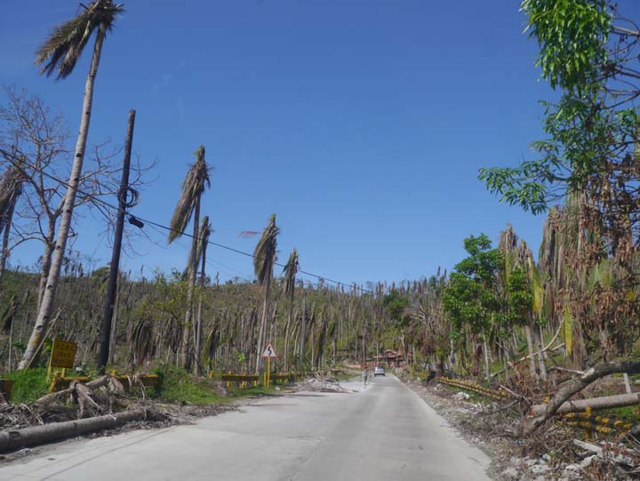 Coconut plantations where families have harvested for 2 or 3 generations totally destroyed.